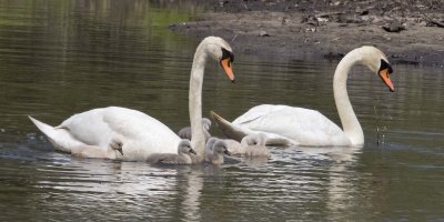 Swan pair with cygnets