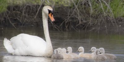 Swan with cygnets