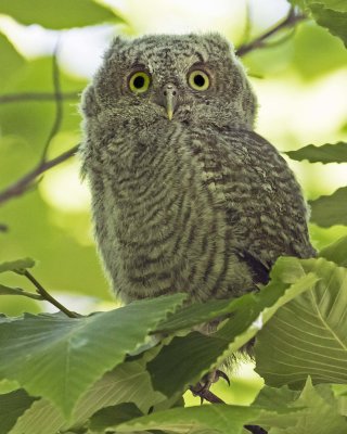 Screech Owl fledging in tree