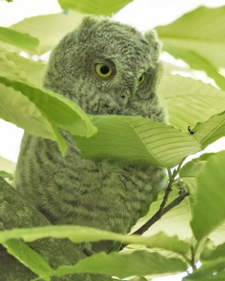 Screech Owlet watches an ant