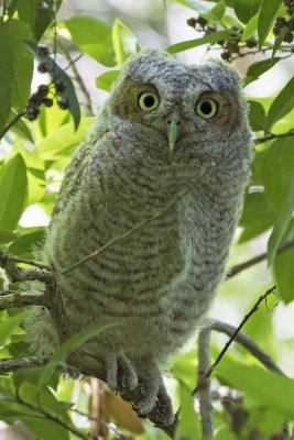 Screech Owl fledgling staring from bush