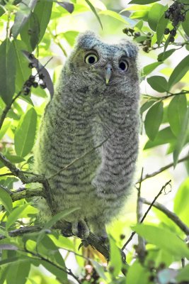 Screech Owl fledging in bush