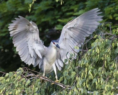 Black-crowned Night Heron landing on branch