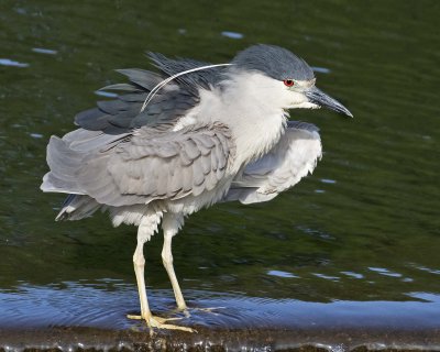 Black-crowned Night Heron shakes