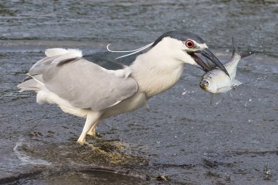 Black-crowned Night Heron catches a fish