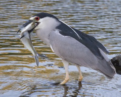 Black-crowned Night Heron with fish