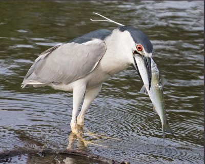 Black-crowned Night Heron with fish