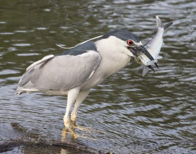 Black-crowned Night Heron with fish