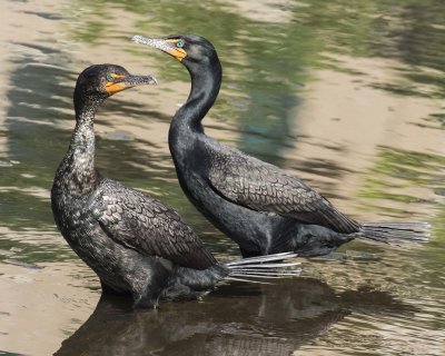 Cormorant pair posing in pond