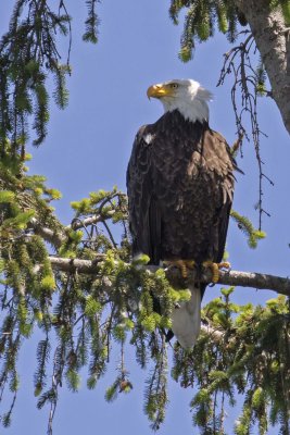 Eagle poses in spruce tree