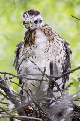 Young Cooper's Hawk on nest