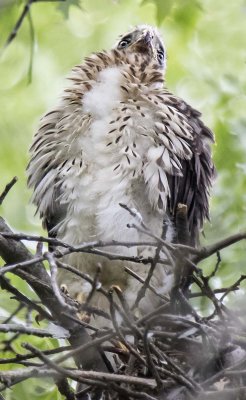Young Cooper's Hawk on nest looks up