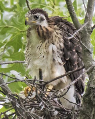 Young Cooper's Hawk on nest