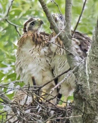 Young sibling Cooper's Hawks together on nest