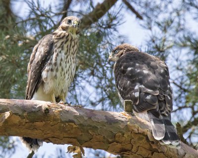 Cooper's Hawk siblings sit together in tree