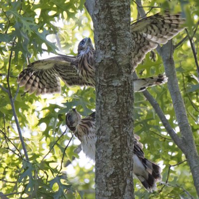 Young Cooper's Hawk on tree looks up at sibling spreading its wings