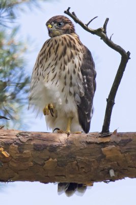 Young Cooper's Hawk poses by upright branch