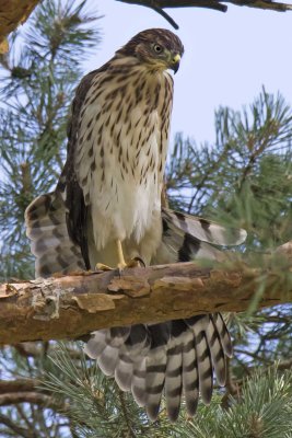 Juvenile Cooper's Hawk stretches on tree
