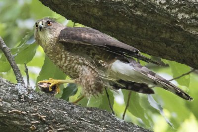 Cooper's Hawk about to take off with prey