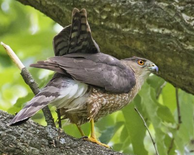 Cooper's Hawk spreads wings on  branch