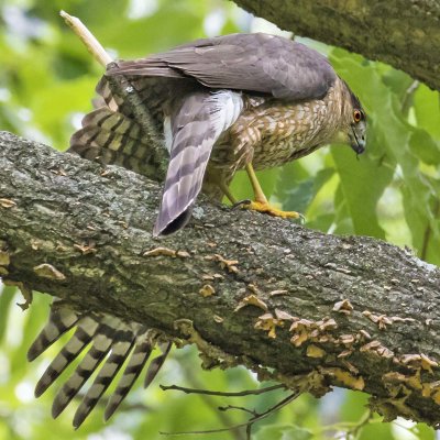 Cooper's Hawk stretches wings on branch