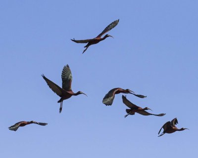 Six Glossy Ibis in flight