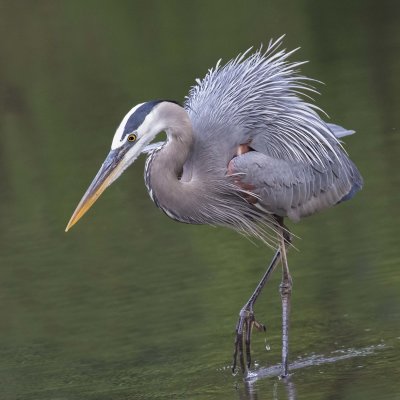 Great Blue Heron fluffed and posed in pond