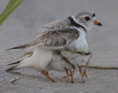 Piping Plover with 3 chicks under wings.jpg