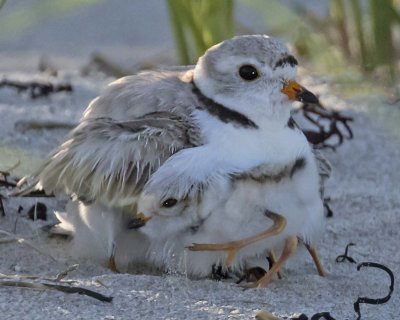 Piping Plover baby leaving mom