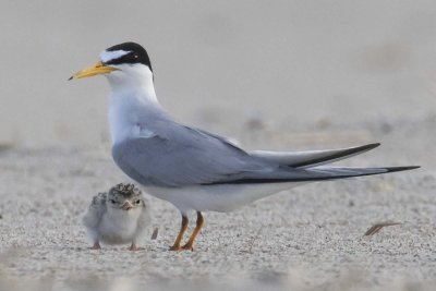 Least Tern and baby posing
