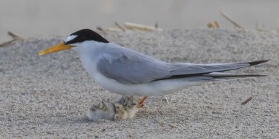 Least Tern baby rests by mom's side