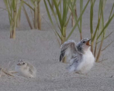 Least Tern baby begging and 2nd sits