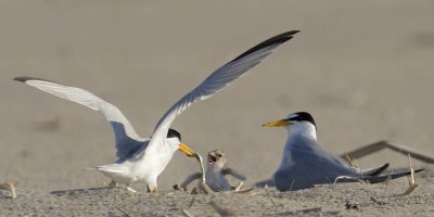 Least Tern dad brings fish for baby