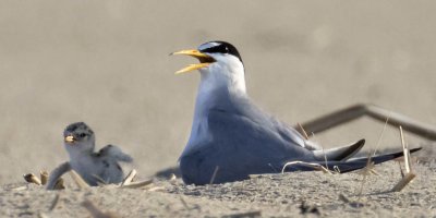 Least Tern mom and chick