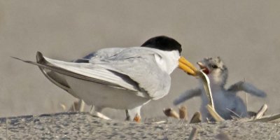 Least Tern dad brings fish for baby