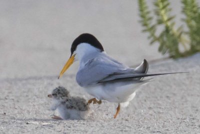 Least Tern mom lifts foot from baby
