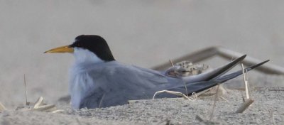 Least tern baby rests on mom's back
