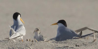 Least Tern baby has fish dad brought