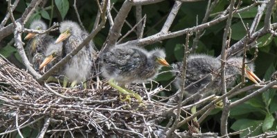 Green Heron young wait for feeding