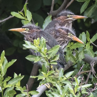 Green Heron trio young pose on branch