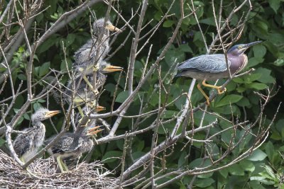 Green Heron young, five, watch mom as she arrives