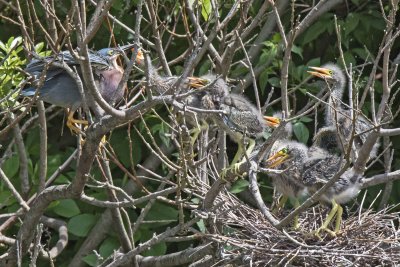 Green Heron young, five, excited by mom as she arrives