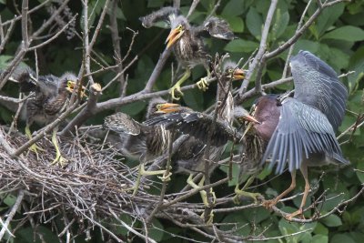 Green Heron young rush mom and one gets food