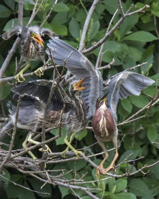 Green Heron young rush mom