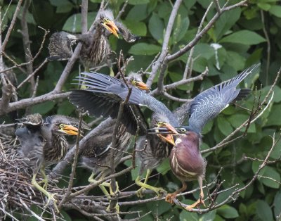 Green Heron young grabs mom's beak as others rush forward