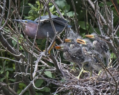 Green Heron young, five, watch as mom leaving