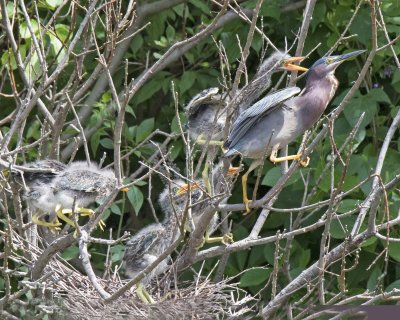 Green Heron young, five, chase fter mom leaving