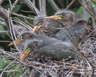 Green Heron Young lying down for a nap in nest