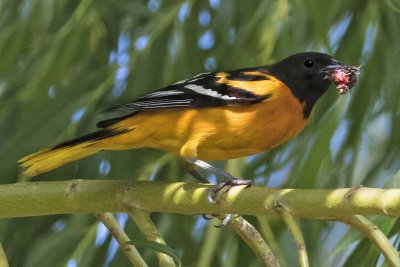Oriole with berry on willow