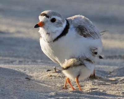 Piping Plover mom lifting off baby